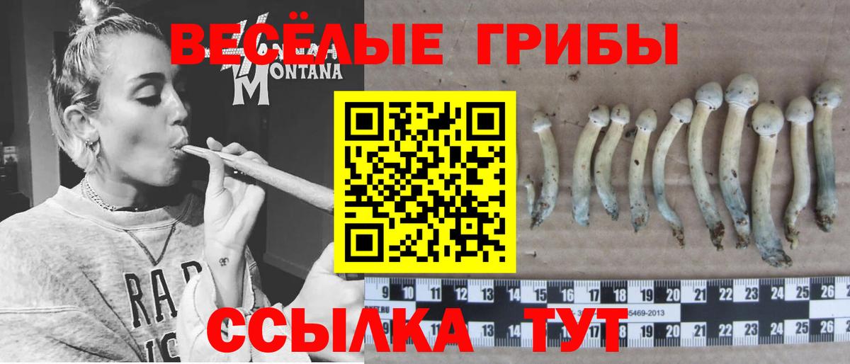 Псилоцибиновые грибы Cubensis Новокузнецк